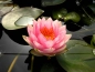Preview: Nymphaea Mdm Wilfron Gonnere
